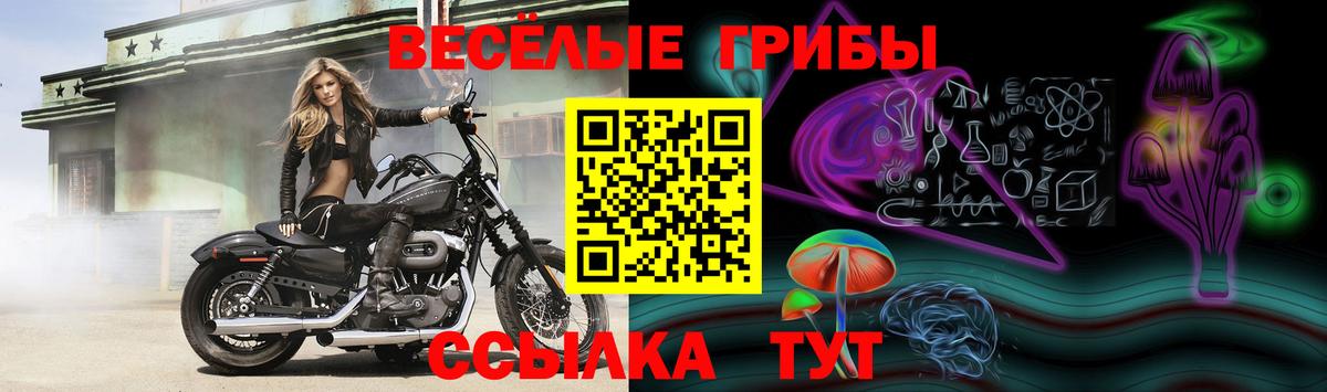 Галлюциногенные грибы Psilocybe Отрадное